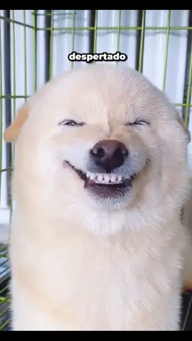 😴 ¿Roncas o te cuesta respirar por la noche? 💡 Estas tiras nasales abren tus fosas nasales al instante para que respires mejor y duermas profundo. ✨ ¡Prueba el cambio desde el primer uso! 🔗 Consíguelas ahora en el link de mi biografía#gadget #sueños #respira #salud #bienestar 