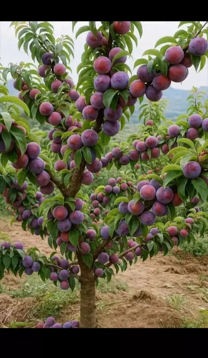 #Ramadan2025 #creatorsearchinsights 