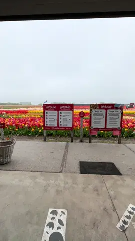 مزارع التوليب 🌷🌷 ،، هولندا  #neatherlands #amsterdam #exploer 