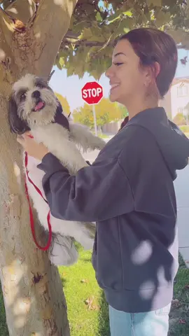 I miss my cocoa butter kisses #dogsoftiktok #fypシ #shihtzu #foryourpage #foryoupageofficiall 