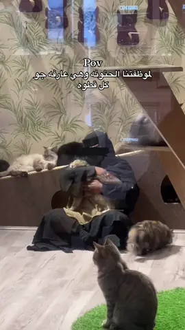 🥹🩵 #قطط #meowcafe #viral 