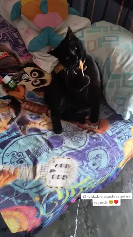 Y más si se trata de pegigrosa paleta de cajeta 🤣 #cat #funny 