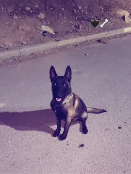 AZOLTH 🐾 #fypシ゚viral #fyp #foryou #malinois #AZOLTH🤍 