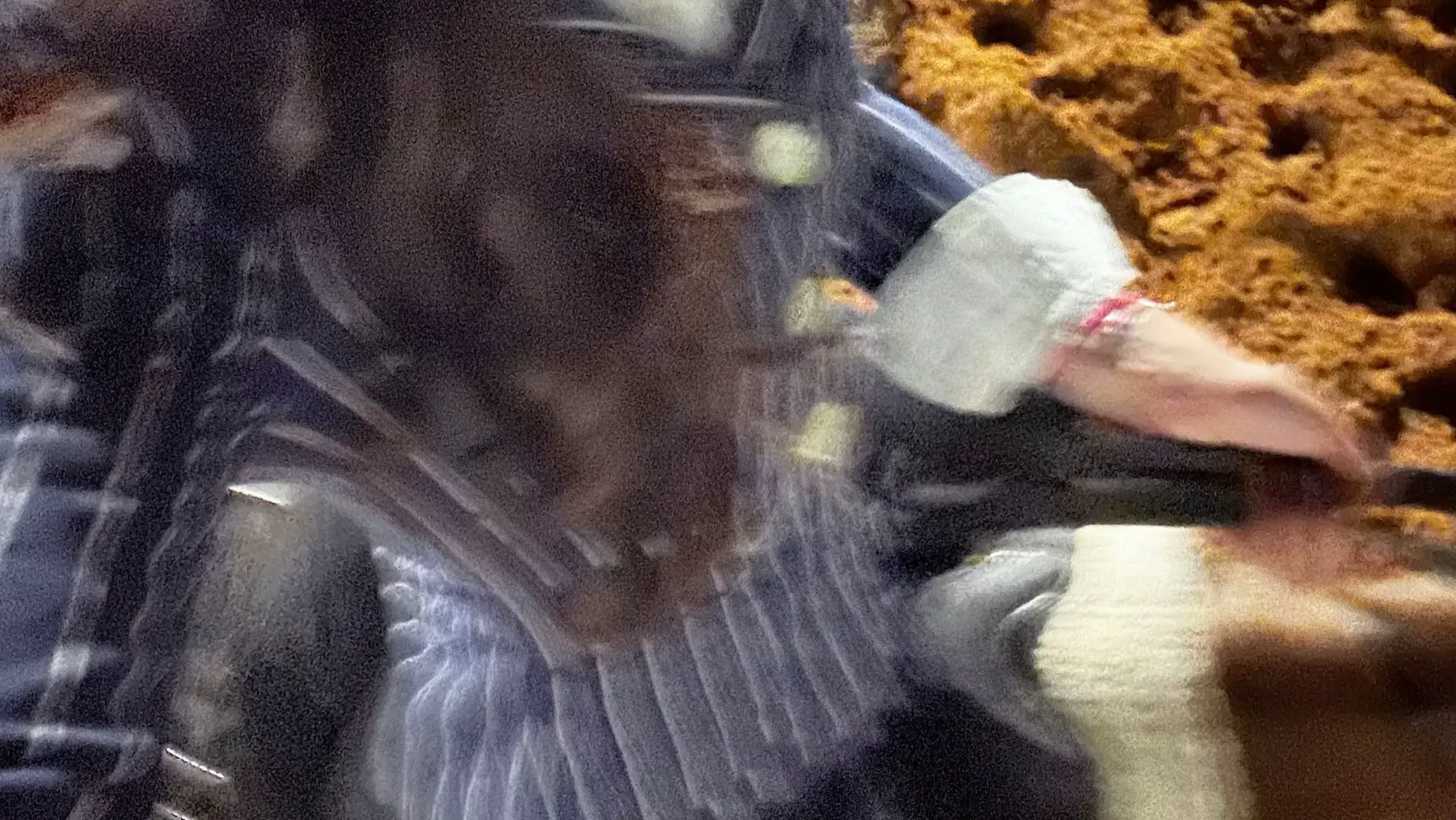 ميّاسه وجزّاعه  #fyp #explore #saudiarabia 