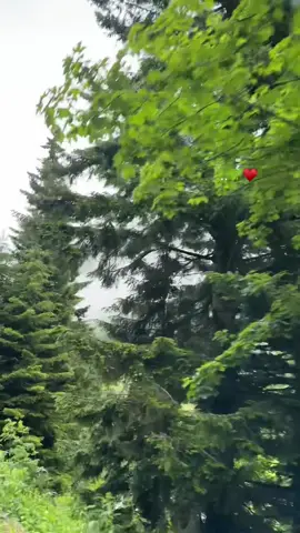 #طرابزون_تركيا🇹🇷 #الشمال_التركي 