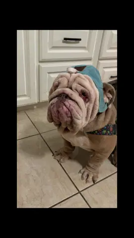 Calm Vs Wild #englishbulldogsoftiktok #bulldoglovers #bestfriendsforever #lifeofdieselndaisy #fypシ @David Medina 