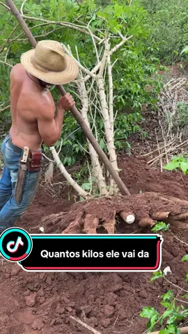 O suor velho da descendo #roça #agricultura #agro 