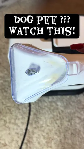 #dogpee #portablecarpetcleaner #carpet #puppytraining 