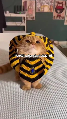 القط الفرعوني بيطالب بمكانه في المتحف المصري الكبير 😂👑 #قطط #فراعنة #مصر #egypt #cats 