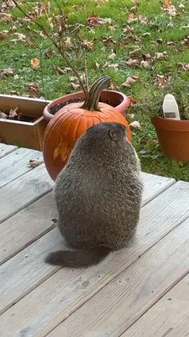 My pumpkins :( #fyp #foryoupage #halloween #pumpkin #groundhog 