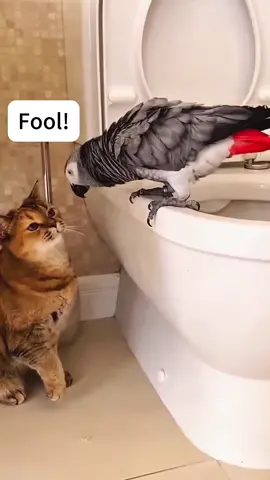 A parrot and a cat! Funny moments #funnycats  #reels  #funny  #cats  #cat 