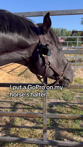 the people requested more GusTV content and, lucky for you all, I have HOURS of footage. enjoy! #fyp #horsetok #pov #gopro #horsegirl 