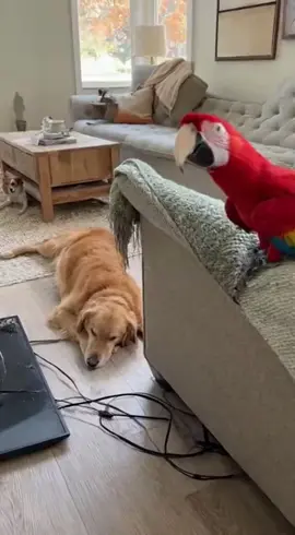 Babagai Solves the TV Disaster! 😂🦜🐶 #FunnyParrot #TalkingMacaw #PetComedy #ViralVideo #SaraAndBabagai 