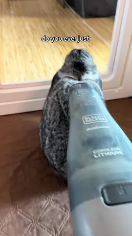 ready for them to stop molting #rabbitsoftiktok 