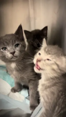 Remember these 3 that were at my ER hospital needing placement? And remember when I said I won’t take any more in…well say hello to our new foster trio coming to my house of cat chaos next week after they’re vaccinated. #kitten 