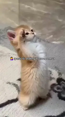 😵‍💫🥴🧠#xyzbcafypシ #channaindonesia #fyp #channalimbata #foryou 