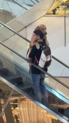 El se cree un pomerania 