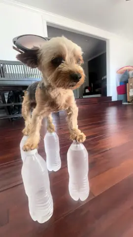 So tuff (song: ilyTOMMY - sick & tired 3) #ilytommy #hoodtrap #dogsoftiktok #undergroundmusic #tiktok 