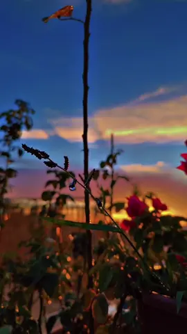 وسلاما على قلوب گسرت وخذلت وماتت بها مشاعر بريئة ، حتى أصبحت صامته لا تشتهي شيئا  ...#🖤🖤🖤🖤🖤🖤🖤🖤🖤🖤🖤🖤🖤🖤 #🤍🤍🤍 #عباراتكم_الفخمه📿📌 #عبارات 