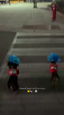 👻🍫🍬🐶🐾🎃 #fyp #dachshundsoftiktok #halloween 