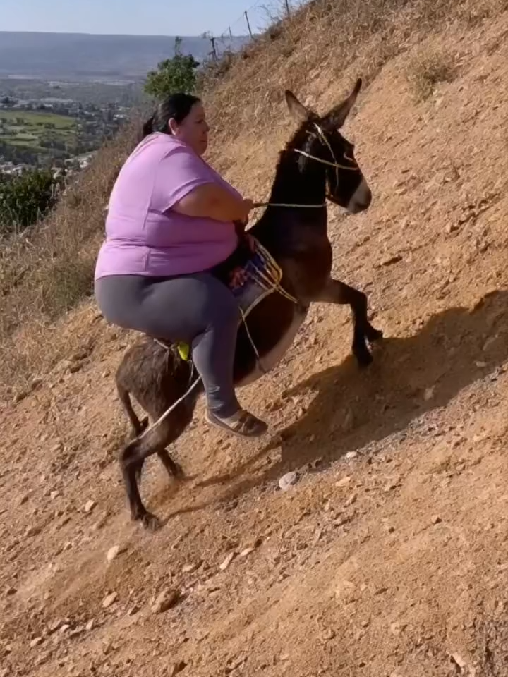 gordita en burro