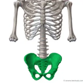 A slim waist on women is the ideal beauty standard #model #girls #looks #fashion #edit 