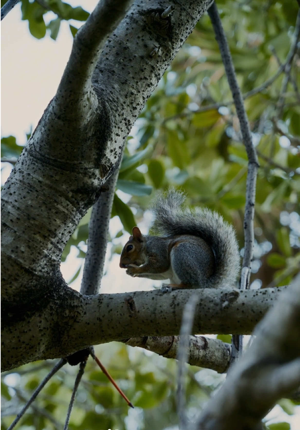 First wildlife shots with the new #nikonzr #nikon #wildlife #videographer #slowmo 