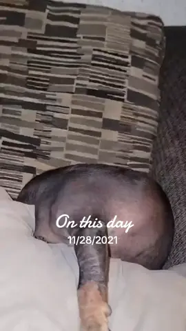 My Mc Grumppert#funnypets #chihuahua #fyp #dogsofttiktok #pets 