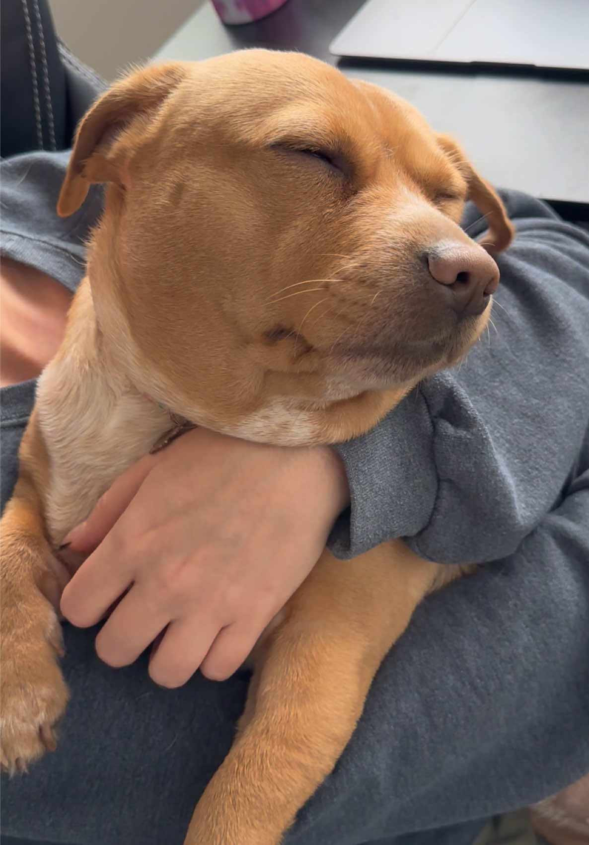 cashew ❤️ a midday cuddle #tiredpuppy #dogsoftiktok #dashchundmix #fyp #beaglemix 