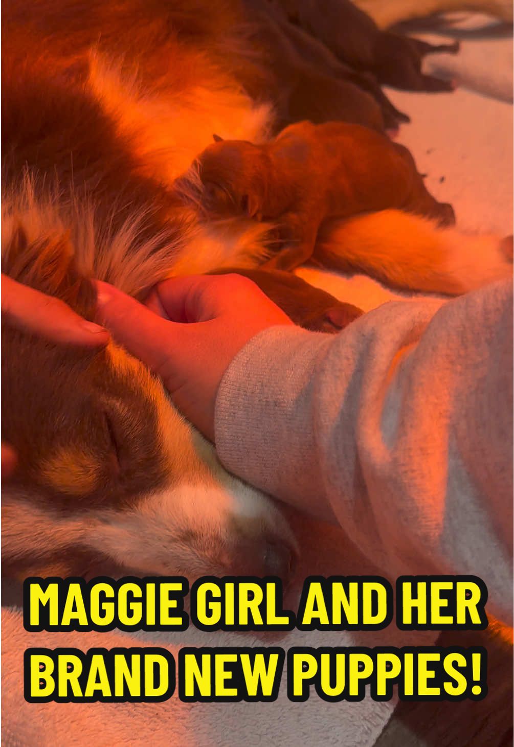 3 hour old babies…. 🥹 #puppies #jaimebaileyratesit #maggiegirl 