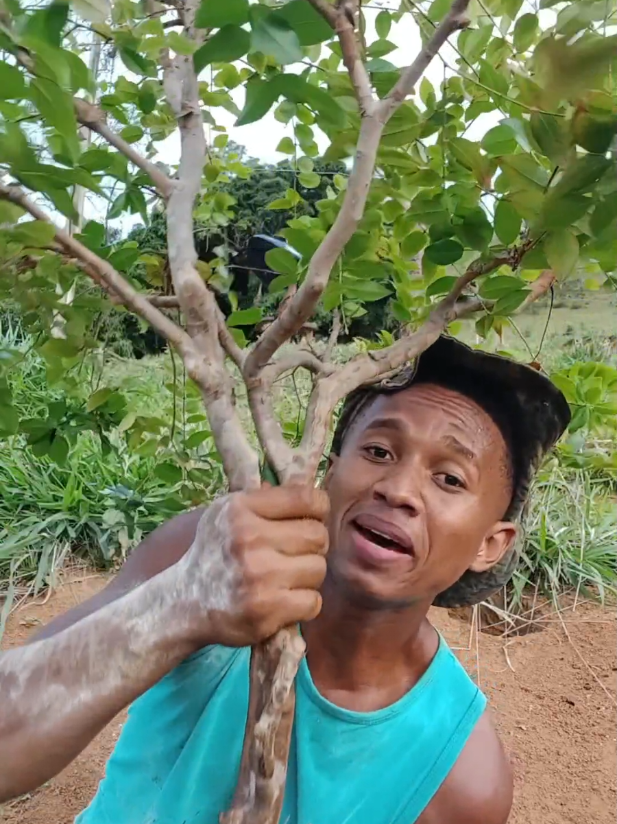 plantando Muda de jabuticaba de 6 anos #plantas #frutas #jabuticaba 