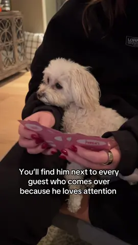 my little social butterfly 🦋 #maltipoo #puppy #dog #cutedog #funnydog 