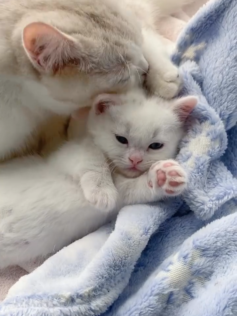 Piękne słodziaki..🐈🥰😻💛💚💙❤