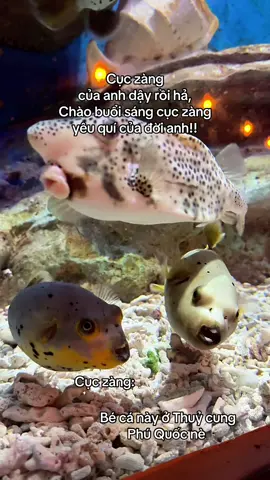 #thuycungphuquoc #GreenCreator #VinWonders #dulich  Thuỷ Cung Phú Quốc 