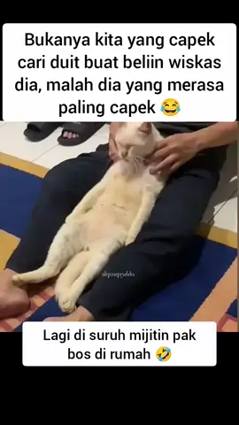 pijit dulu bos 😺😻