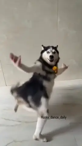 Husky dance daily 