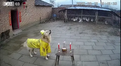 Mấy con vịt này xong với a 😂😂 #funny #dog #animalfunfacts #xh