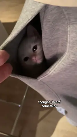 was his favorite nap spot ever 😹 #flamepointsiamese #siamesecat #catsoftiktok #fypシ #catlover 