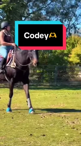 My best boy 🫶 #foryoupage #viral #horses #eventinghorse #horseedit 