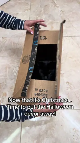 #blackcat #halloween #fypシ #christmas #funnypets 