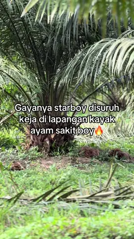 #fypage #pupuksawit #sawittiktok #bos #sawit 