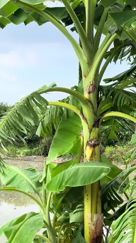 #好友們早安愉快 #打水田 #88歲的舅舅還是習慣自己打水田 #鐵牛車打水田越來越少人在用來打水田 #很難的的畫面 #番茄🍅 #番茄🍅 