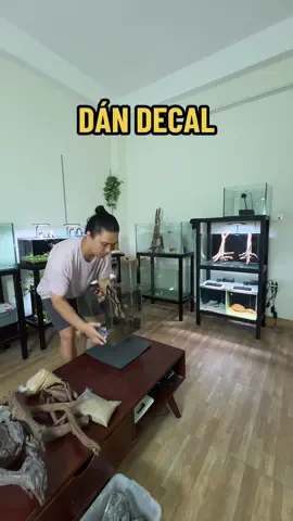 Cùng mình dán decal cho bể mới ❤️🐟 #achinchoica #phukienthuysinh #caloccanh #cacanh 
