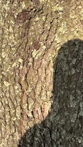 Help Me Find Tina Yall, She Hiding From Me!!!#fyp #iketurner #halloween 