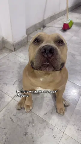 Necesita que lo ayude en algo señor? 🐶❤️ #vikingo606 #perros #mascotas #upmovie 