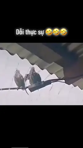 Đấy nắng mưa không biết chạy vào nhà mà vẫn có người iu đó 🤭🤭🤭#funypets 