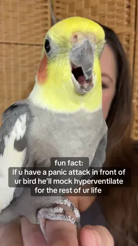 this is my life now  #cockatiel #bird #anxiety #fyp #foryoupage  