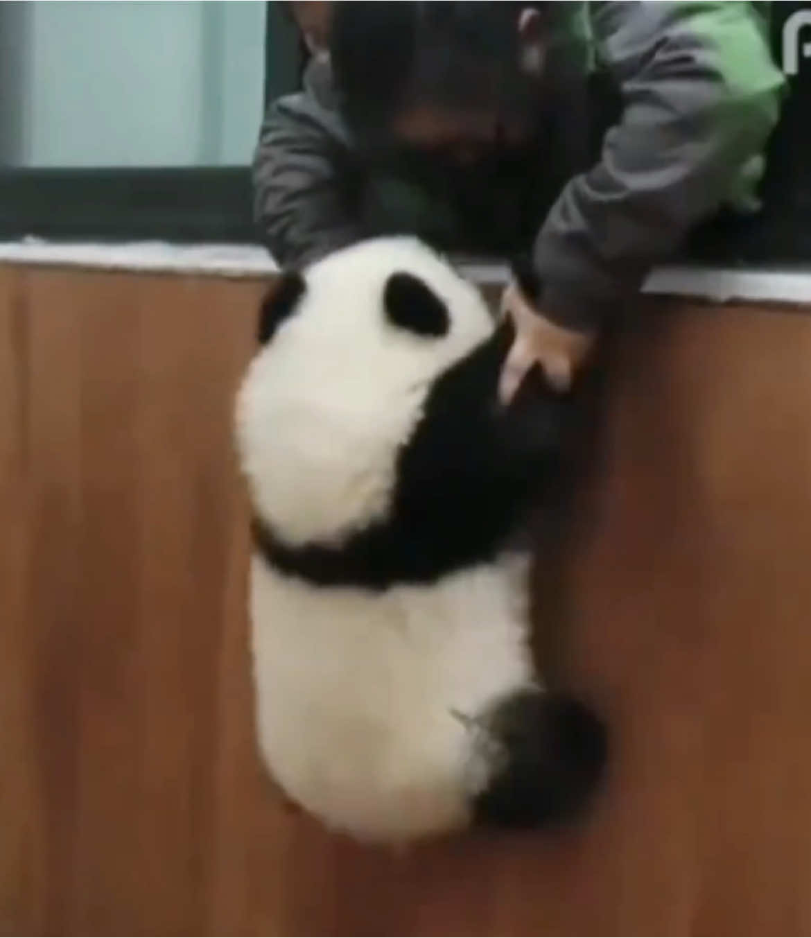 伝説のパンダ、壁を越える日――🐼💨#パンダ #panda #pandalove #foryoupage 