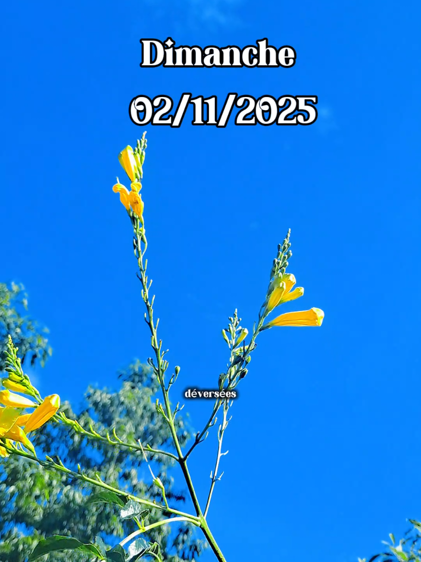 #priere #Dieu #mornig #benediction #prieres bonjour et bénédictions seigneur aujourd'hui c'est  dimanche 02 novembre  2025 merçi seigneur pour cet nouveau jour 