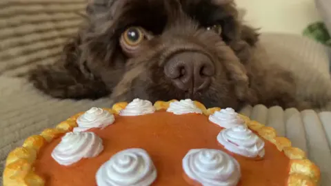 Full version on YouTube 😃 link in bio! ☺️ . . #asmr #lofiasmr #eevyasmr #fastasmr #tapping #scratching #asmrlofi